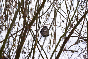 Wild cats in winter environment