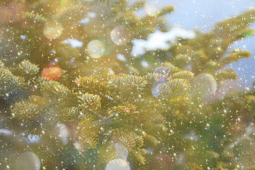 Christmas tree outdoor