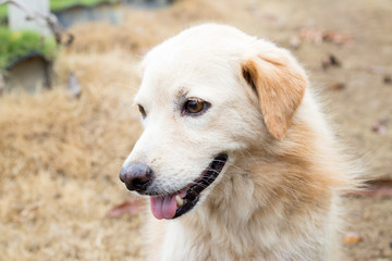 Brown color hybrid dog waiting for owner