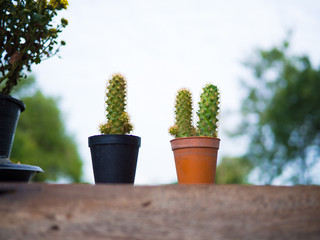 Cactus on blurred background​