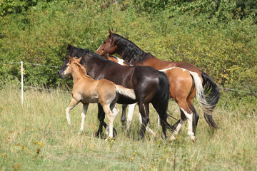 Fototapeta premium Batch of horses running on pasturage