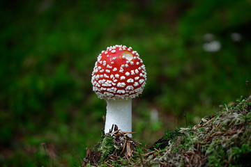 Poisonous fly agaric mushroom, Amanita muscaria, a hallucinogenic toadstool