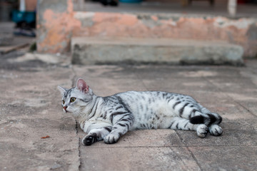 cat squat on the floor