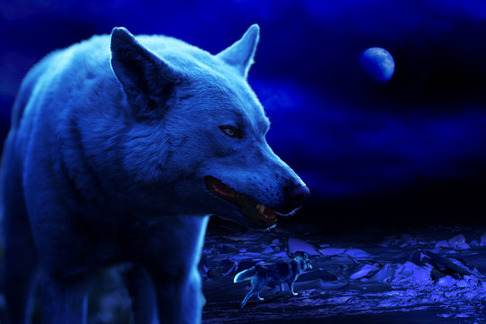 white wolf grins at night among ice hummocks