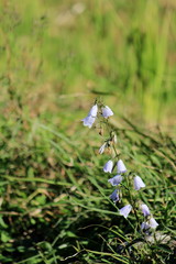 松崎町　秋の石部の棚田