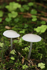 White form of lilac bonnet, Mycena pura