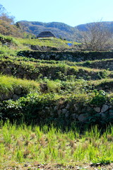 松崎町　秋の石部の棚田