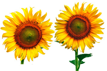 Sunflower Isolate on white background