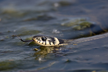 snake on water