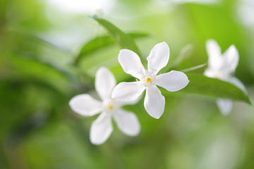 Obraz na płótnie Canvas White inda flower 