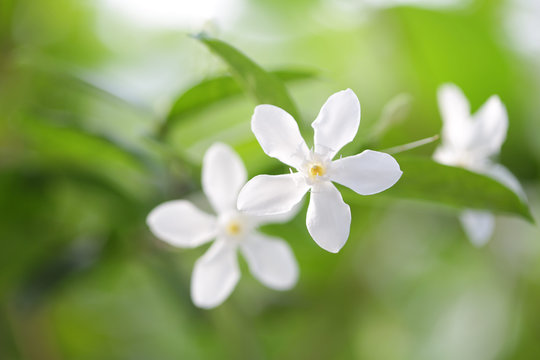 White inda flower 