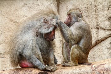 weiblicher Pavian laust männlichen Pavian