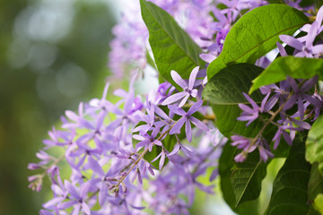 Purple Petrea racemosa flower
