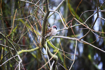 The field sparrow is a widespread bird of the passerine family. Passer montanus.  Passer montanus, single bird on branch.