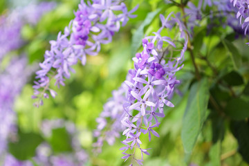 Purple Petrea racemosa flower