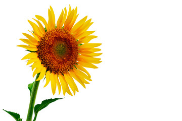 Sunflower Isolate on white background