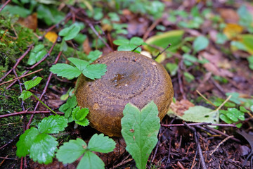 Lact&aacute;rius n&eacute;cator