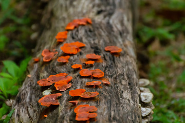 Forest red mushrooms in the grass. Gathering mushrooms. Mushroom photo, forest photo, forest mushroom, forest
