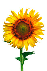 Obraz premium Sunflower Isolate on white background