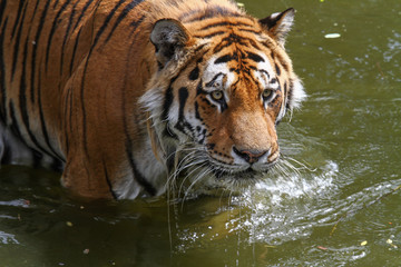 Fototapeta na wymiar Portrait eines Tigers im Wasser