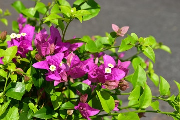 Closeup Pink Phra Phong Flower in the garden