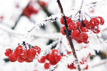Frozen viburnum under the snow. First snow