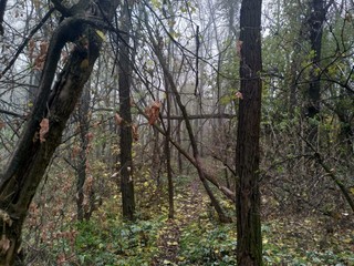 autumn in the forest