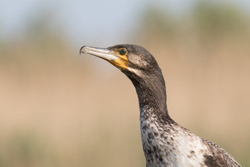 great cormorant in danube delta