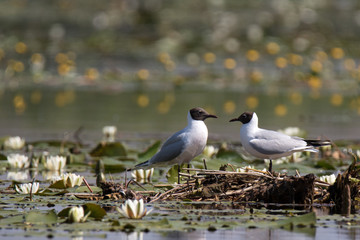Black-headed gulls in danube delta