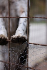 Un perro en una jaula de fierro