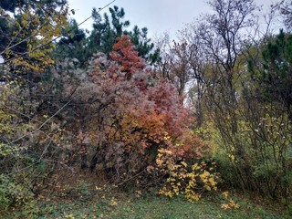 autumn in the forest