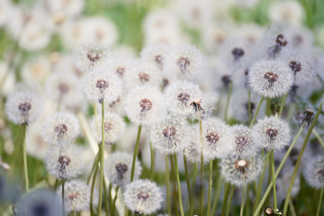 Fototapeta premium Wiele białe puszyste kwiaty mniszka lekarskiego na łące. Radosny, lekki nastrój. Miękka selektywna ostrość.