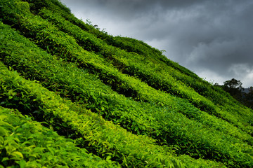 Naklejka premium Tea plantations in Cameron Highlands, Malaysia