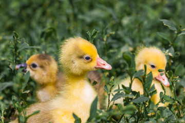 Small yellow ducks on the background of green grass