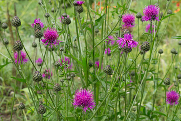 Background of the horizontal ornamental flowers Centaurea dealbata which is used for landscaping