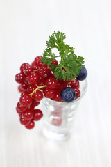 bunch of red currant with white background