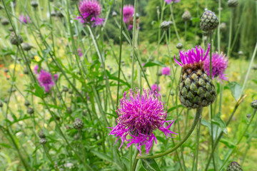 Top view of blossoming lilac cornflower (Centaurea dealbata) with green leaves background