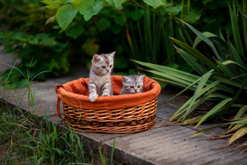 cat in basket