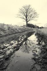 A moody gloomy wet muddy dirt track on a winters day in the countryside in england. Dark, sinister, lonely and depressing pathway. Photographed in black and white.