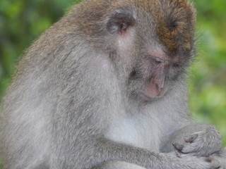 Лес обезьян. Бали. Убуд.