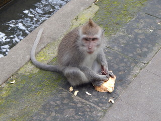 Лес обезьян. Бали. Убуд.