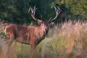 Open range big Red Deer Stag in natural enviroment.