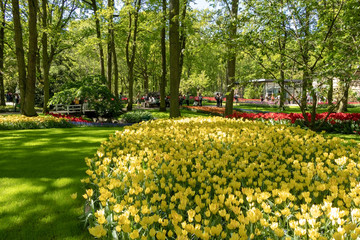 Plakat Beautiful spring flowers tulips yellow, red surrounded by green grass in Keukenhof park Netherlands. - Image