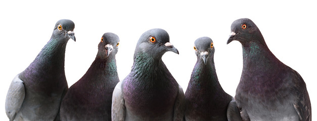 Funny group of curious Pigeons isolated on white - obrazy, fototapety, plakaty