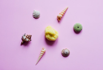 Sea sponge, shells and sea organisms on pink background - pop art concept design, minimalism, flat lay