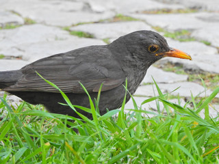 Eurasian Blackbird (Turdus merula)