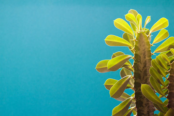 Fototapeta na wymiar Cactus set on turquoise background. Minimal creative stillife. Flat lay