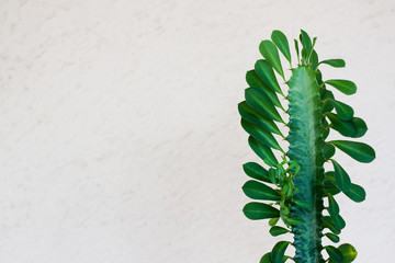 Cactus on pastel background. Minimal creative stillife. Flat lay