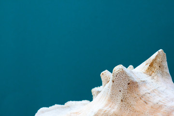 Obraz na płótnie Canvas Flat lay. Top view. White shell on a blue background. Vacation concept