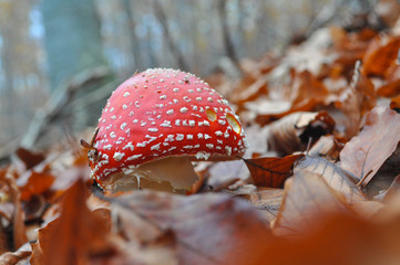 Amanita muscaria, magic mushroom in forest. Beautiful and Poisonous mushrooms. Natural background